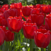 tulipe darwin -parade